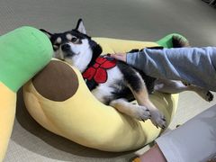 -逗柴咖啡屋·狗咖猫咖宠物桌游