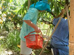 -南汇水蜜桃采摘(大团店)