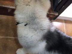 -李小姐の猫咖啡馆(五角场店)