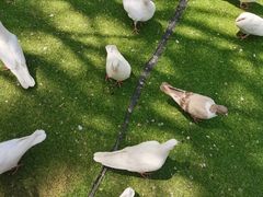 -长白岛森林公园