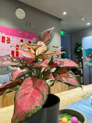 -卡莫瑜伽·普拉提