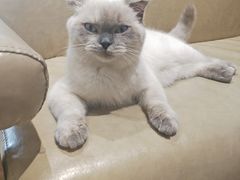 -藏猫猫咖啡主题馆(中央大道店)