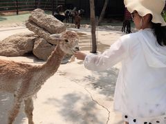 -西霞口神雕山野生动物世界