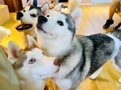 -Husky Go! 哈士奇体验馆·宠物咖啡厅狗咖