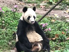 -都江堰中华大熊猫苑
