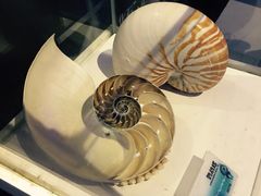 -贝壳梦幻世界