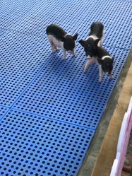 -萌宠亲子动物乐园(槐房万达店)