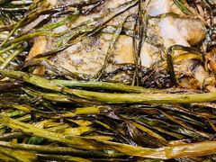 葱烤鸦片鱼头-老吉士酒家(天平路店)