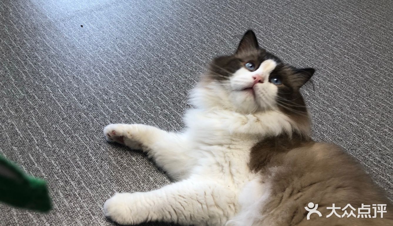 臭脸大哥/臭脸小妹，其实巨粘人