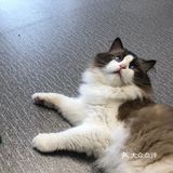 臭脸大哥/臭脸小妹，其实巨粘人