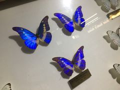 -上海昆虫博物馆