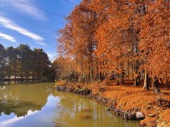 -上海海湾国家森林公园
