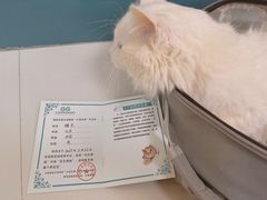-乖乖宠物医院·猫科·急重症中心(车站北路分院)