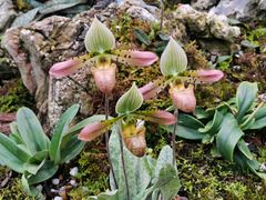 -国家植物园南园