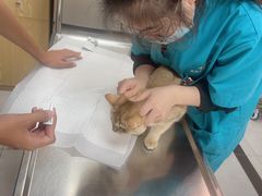 -中农大我爱我爱动物医院·核磁CT·猫病·24小时夜诊中心(石佛营店)