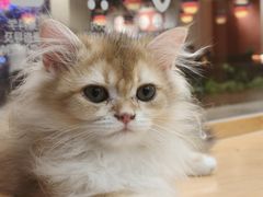 -帕帕拉兹宠物(亚洲旗舰店)