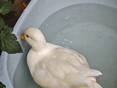 -溪岸路花鸟市场