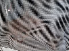 -宠福鑫康馨动物医院·骨科·眼科