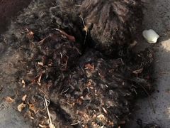 -喜多萌中农锦绣动物医院24H·猫科·牙科MRI·CT