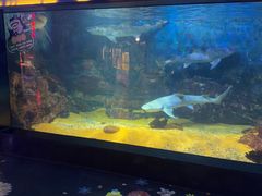 -烟台海昌鲸鲨海洋公园