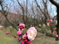 -苏州上方山国家森林公园