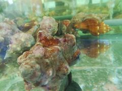 -国际金钻海鲜餐厅