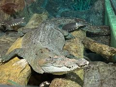 -上海海洋水族馆