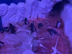 -暹罗海洋世界