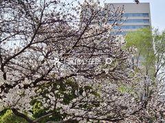 -洛阳市牡丹公园