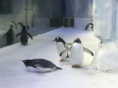 -芜湖新华联大白鲸海洋公园