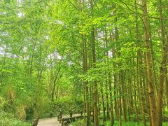 -桤木河湿地公园