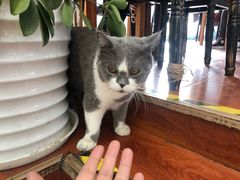 -猫小院猫主题咖啡厅(北锣店)