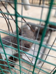 -萌宠亲子动物乐园(槐房万达店)