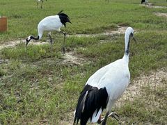 -盐城丹顶鹤湿地生态旅游区