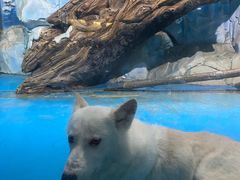 -泉城欧乐堡海洋极地世界