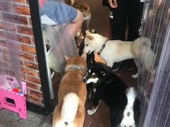-柴犬高等学院·狗咖·柴犬售卖·宠物训练