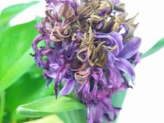 -双季花艺园艺市场(浦东店)