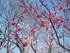 -梅花山(明孝陵内)