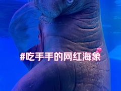 -皇家海洋乐园