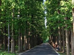 -东平国家森林公园