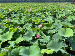 -荷塘月色湿地公园·向阳花洲