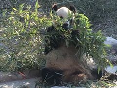 -北京动物园