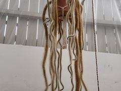 -自由生长植物工作室(深港花卉中心店)
