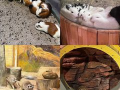 -正佳雨林生态植物园