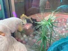 -CIAO·团建聚餐·生日派对轰趴馆(福田店)