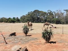 -威勒比开放式动物园