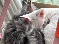 -FAELING PETS美天灵宠物(合生汇店)