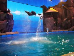 -芜湖新华联大白鲸海洋公园