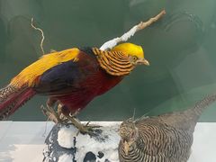 -国家自然博物馆