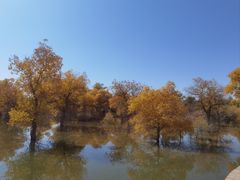 -金塔沙漠胡杨林景区